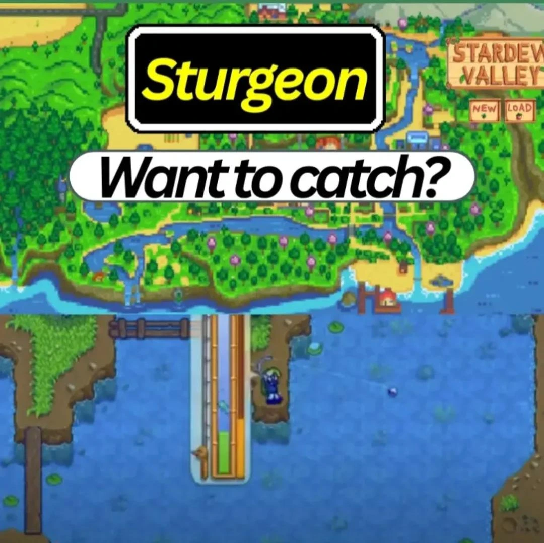 stardew valley sturgeon